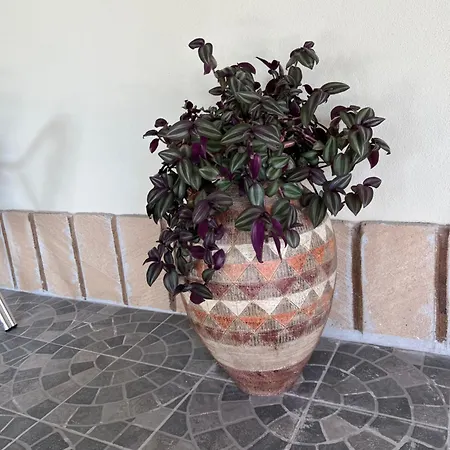 Su Tasuru * 里奥拉萨尔多